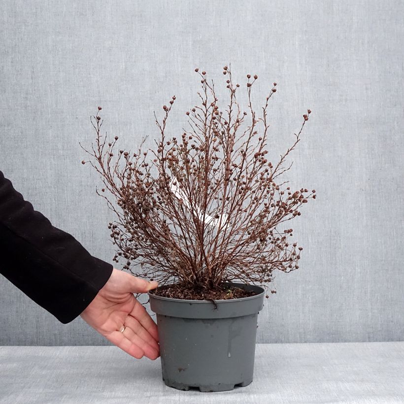 Exemplaar van Potentilla fruticosa Bella Lindsey - Struikganzerik Pot van 2 l/3 l zoals geleverd in de winter