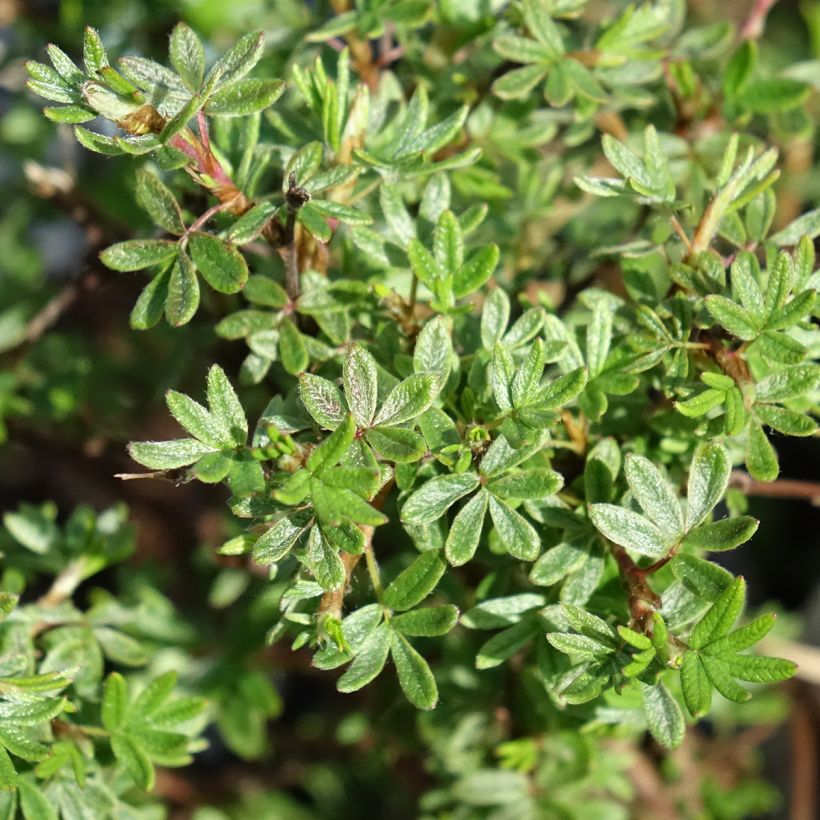 Potentilla fruticosa Bella Rosa - Struikganzerik (Blad)