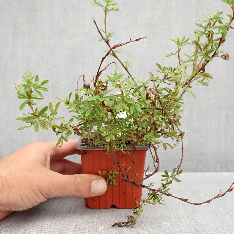 Exemplaar van Potentilla fruticosa Bella Rosa - Struikganzerik Kweekpotje van 8/9 cm zoals geleverd in de herfst