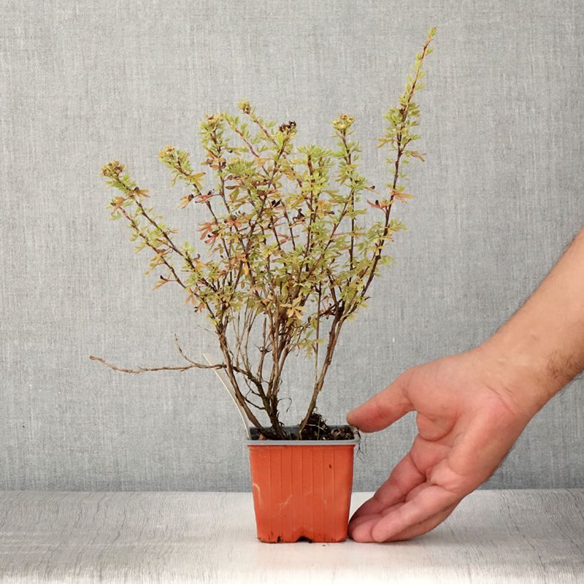 Exemplaar van Potentilla fruticosa Bella Rosa - Struikganzerik Kweekpotje van 8/9 cm zoals geleverd in de zomer