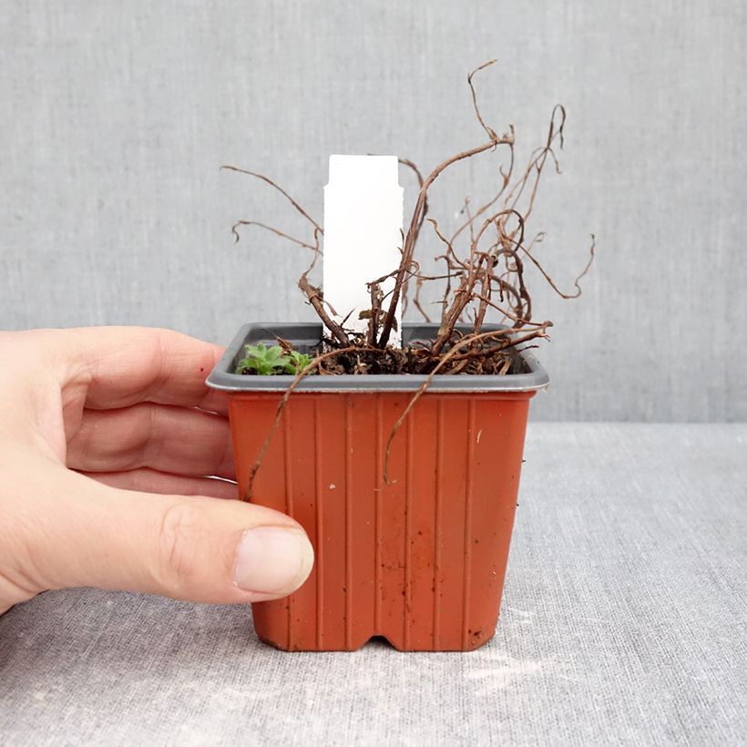 Exemplaar van Potentilla fruticosa Bella Rosa - Struikganzerik Kweekpotje van 8/9 cm zoals geleverd in de winter