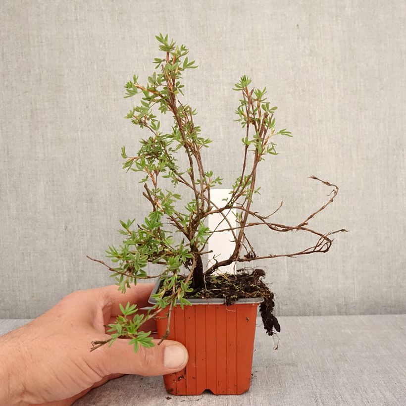 Exemplaar van Potentilla fruticosa Bella Rosa - Struikganzerik Kweekpotje van 8/9 cm zoals geleverd in de lente
