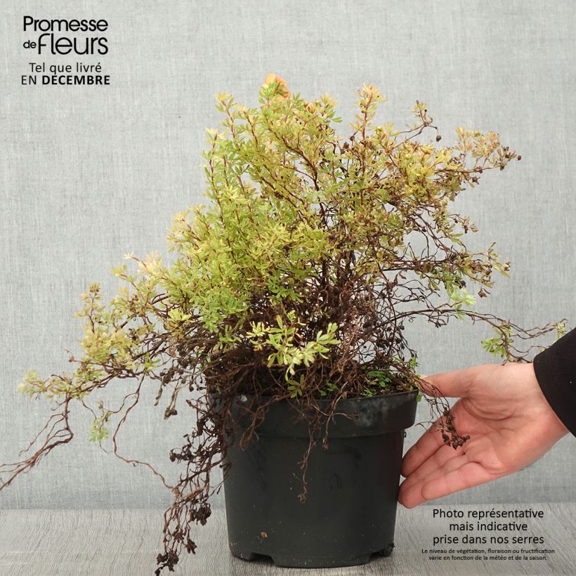 Exemplaar van Potentilla fruticosa Bella Sol - Struikganzerik Pot van 2 l/3 l zoals geleverd in de herfst