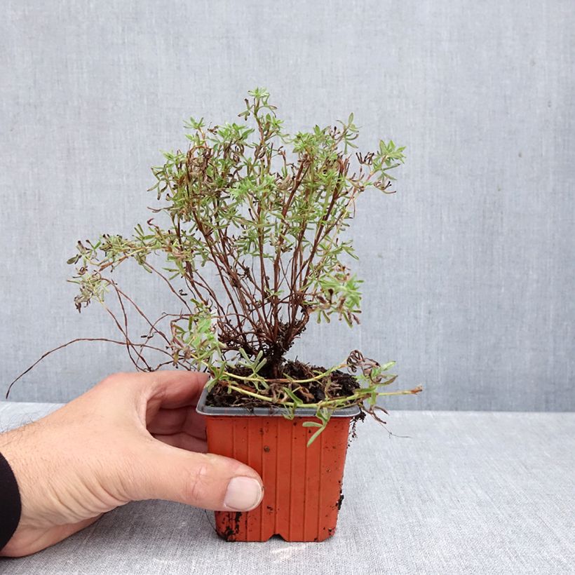 Exemplaar van Potentilla fruticosa Hopley's Orange - Struikganzerik Kweekpotje van 8/9 cm zoals geleverd in de herfst