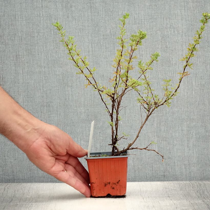 Exemplaar van Potentilla fruticosa Hopley's Orange - Struikganzerik Kweekpotje van 8/9 cm zoals geleverd in de zomer