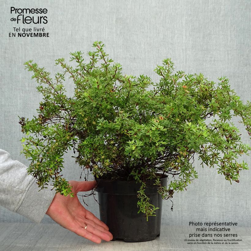 Exemplaar van Potentilla fruticosa Hopley's Orange - Struikganzerik Pot van 3 l/4 l zoals geleverd in de herfst
