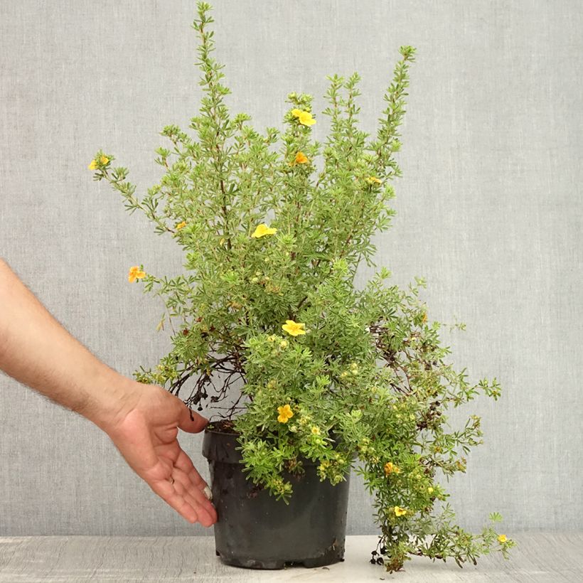 Exemplaar van Potentilla fruticosa Hopley's Orange - Struikganzerik Pot van 3 l/4 l zoals geleverd in de zomer