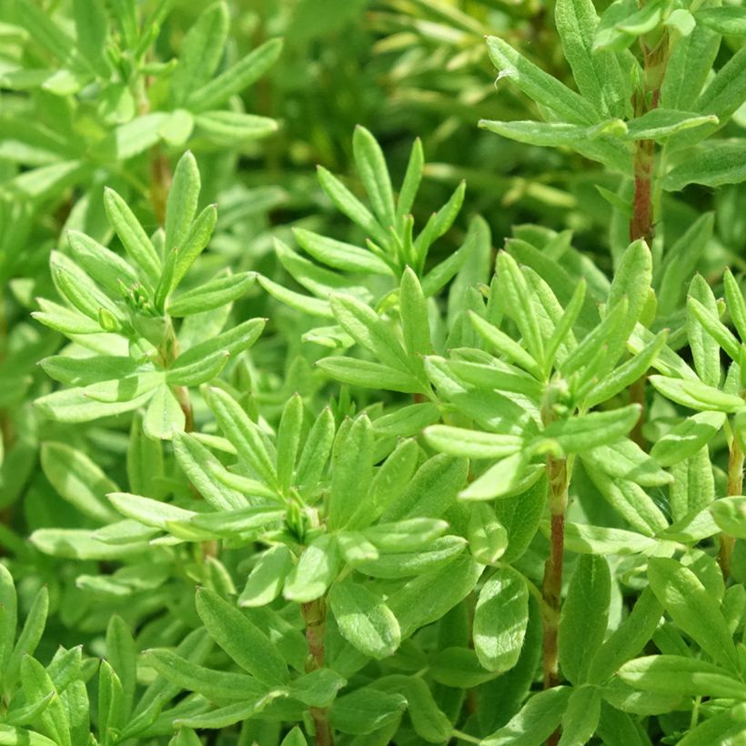 Potentilla fruticosa Marmalade - Struikganzerik (Blad)