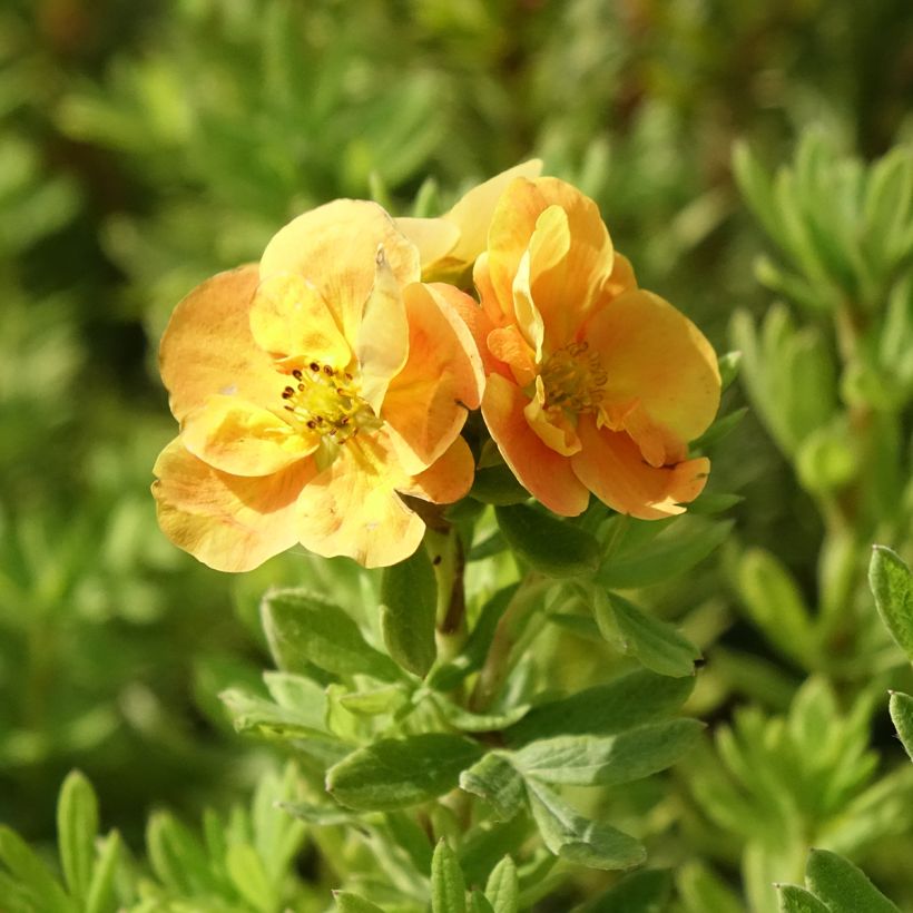 Potentilla fruticosa Marmalade - Struikganzerik (Bloei)