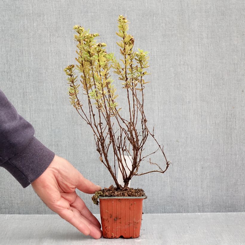 Exemplaar van Potentilla fruticosa Marmalade - Struikganzerik Kweekpotje van 8/9 cm zoals geleverd in de herfst