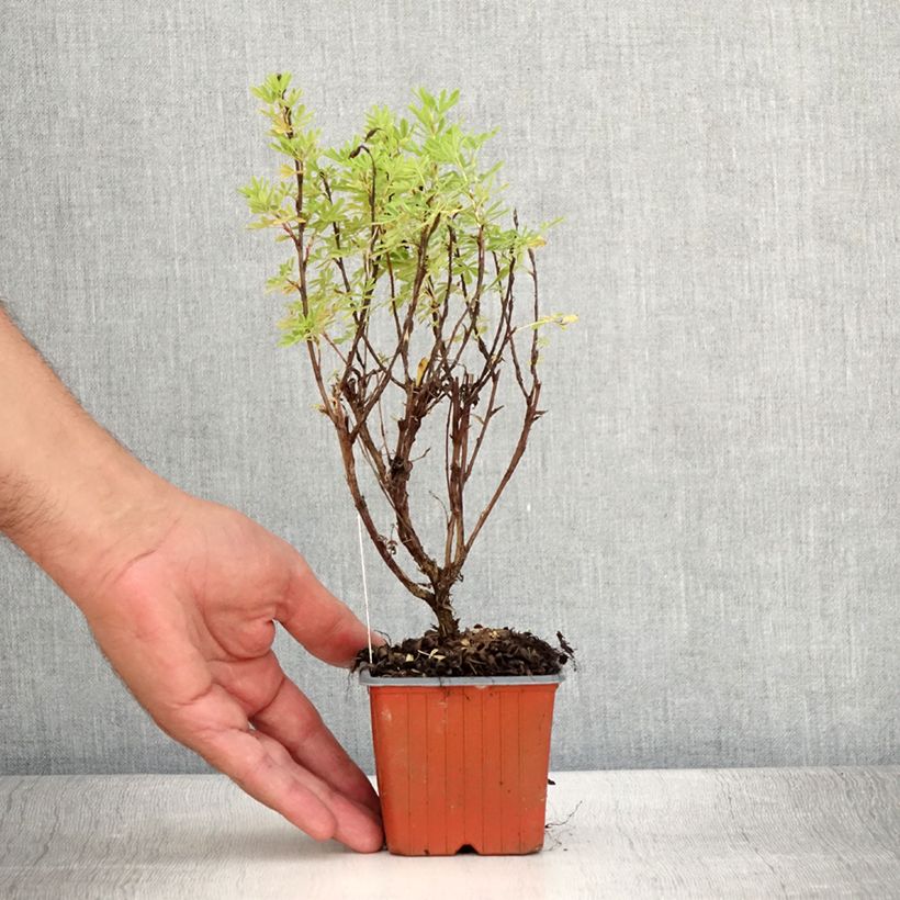 Exemplaar van Potentilla fruticosa Marmalade - Struikganzerik Kweekpotje van 8/9 cm zoals geleverd in de zomer