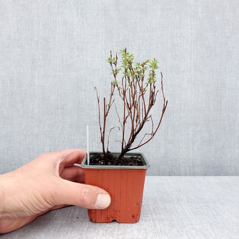 Exemplaar van Potentilla fruticosa Marmalade - Struikganzerik Kweekpotje van 8/9 cm zoals geleverd in de lente