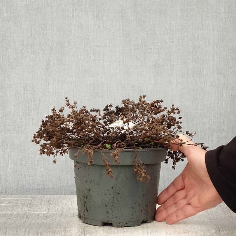 Exemplaar van Potentilla fruticosa Bella Bianca - Struikganzerik Pot van 2 l/3 l zoals geleverd in de herfst