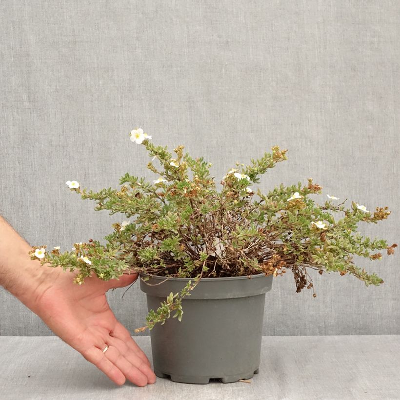 Exemplaar van Potentilla fruticosa Bella Bianca - Struikganzerik Pot van 2 l/3 l zoals geleverd in de zomer