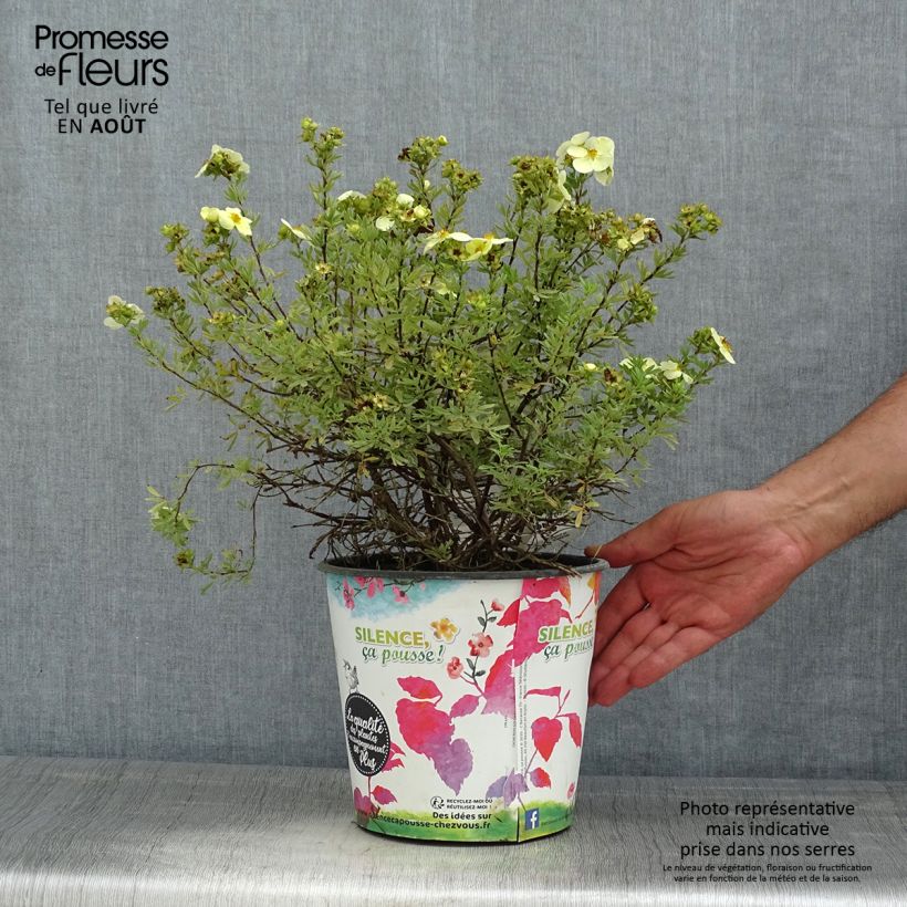 Exemplaar van Potentilla fruticosa Creamissima - Struikganzerik Pot van 4 l/5 l zoals geleverd in de zomer