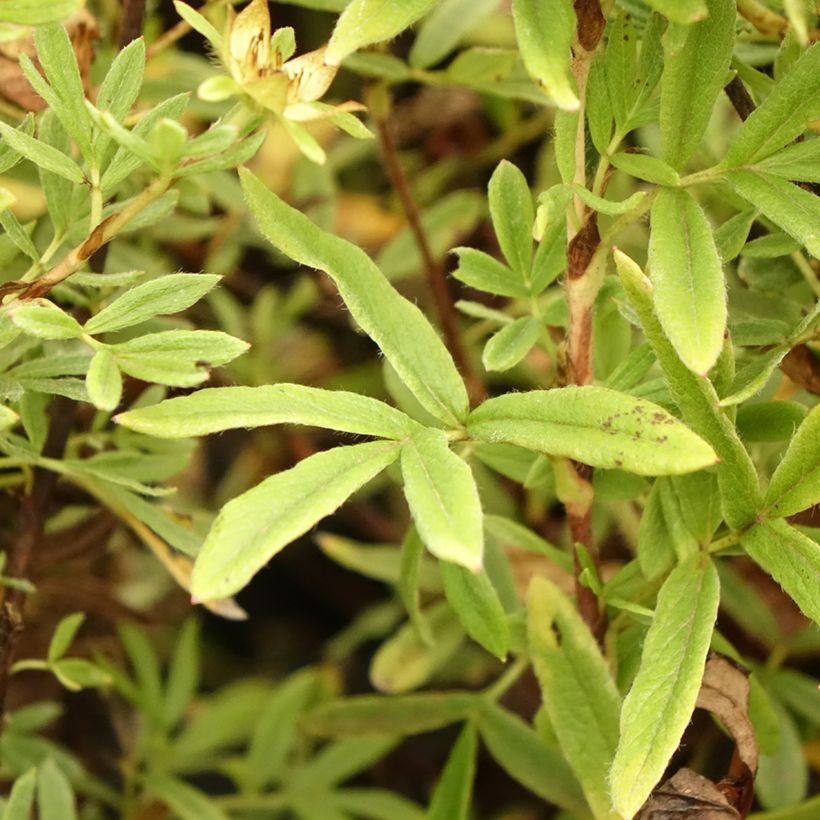 Potentilla fruticosa Creamissima - Struikganzerik (Blad)