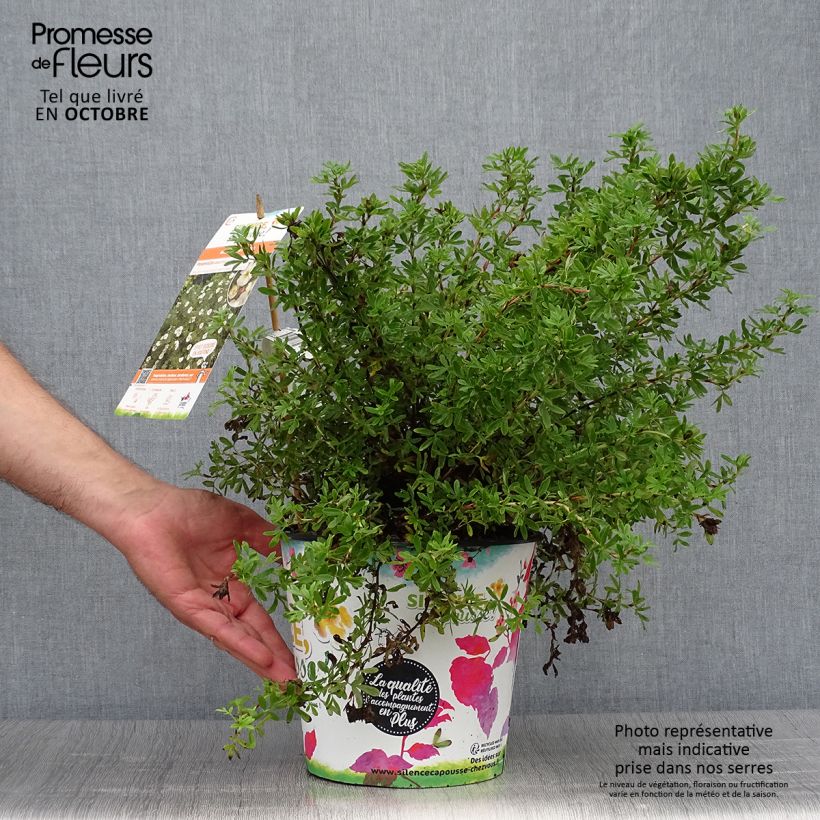 Exemplaar van Potentilla fruticosa Double Punch Cream - Struikganzerik Pot van 3 l/4 l zoals geleverd in de herfst