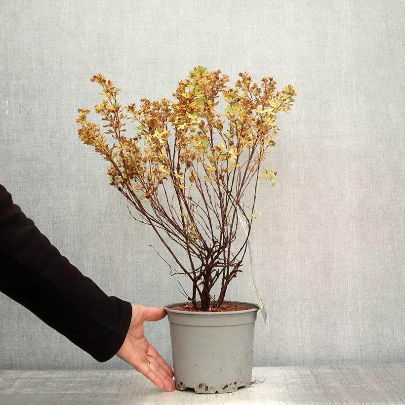 Exemplaar van Potentilla fruticosa Double Punch Gold - Struikganzerik Pot van 2 l/3 l zoals geleverd in de herfst