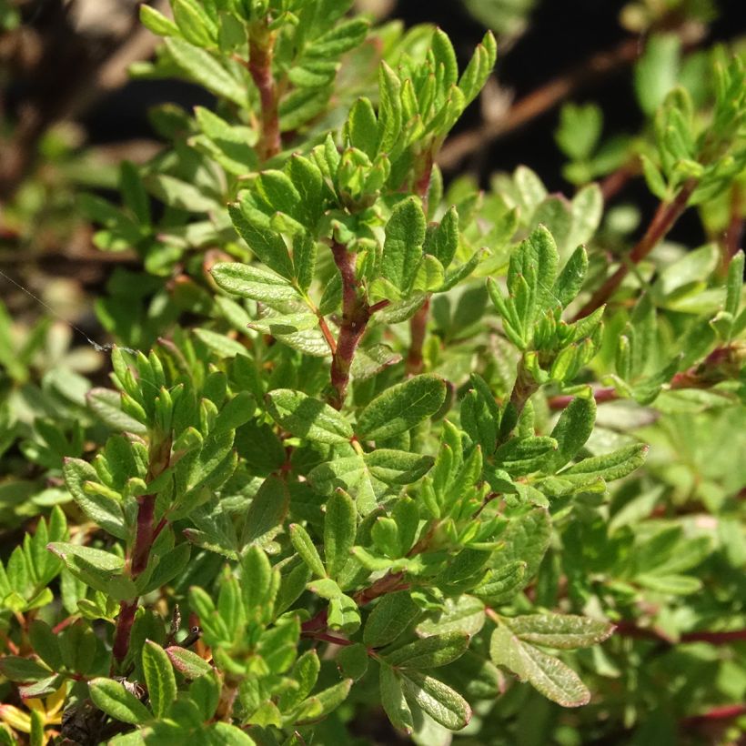 Potentilla fruticosa Double Punch Peach - Struikganzerik (Blad)