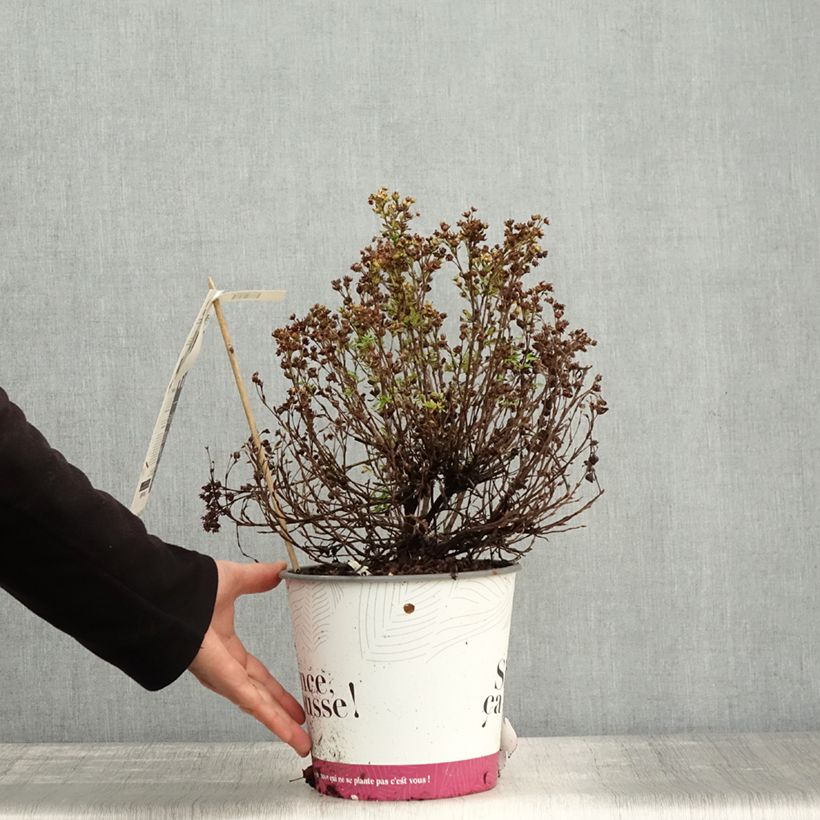 Exemplaar van Potentilla fruticosa Double Punch Peach - Struikganzerik Pot van 3 l/4 l zoals geleverd in de herfst