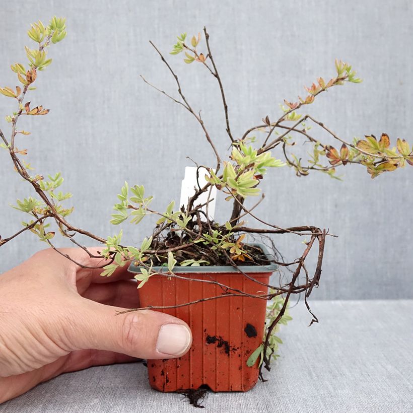 Exemplaar van Potentilla fruticosa Elisabeth - Struikganzerik Kweekpotje van 8/9 cm zoals geleverd in de herfst
