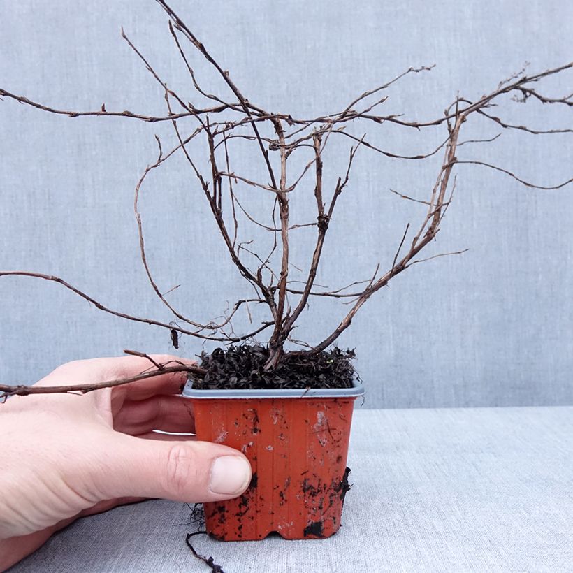 Exemplaar van Potentille arbustive - Potentilla fruticosa Elisabeth Godet de 8/9 cm zoals geleverd in de winter