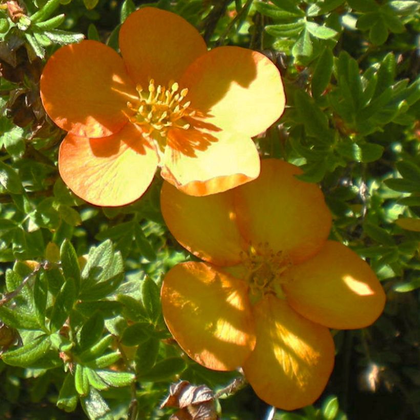 Potentilla fruticosa Solarissima - Struikganzerik (Bloei)