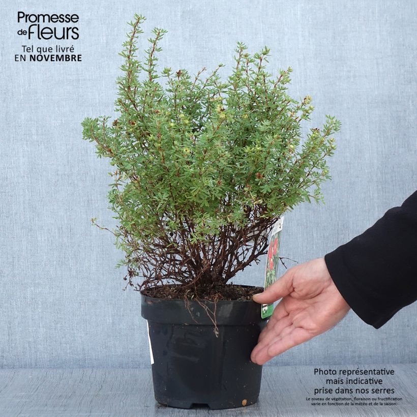 Exemplaar van Potentilla fruticosa Rood Lady - Struikganzerik Pot van 2 l/3 l zoals geleverd in de herfst