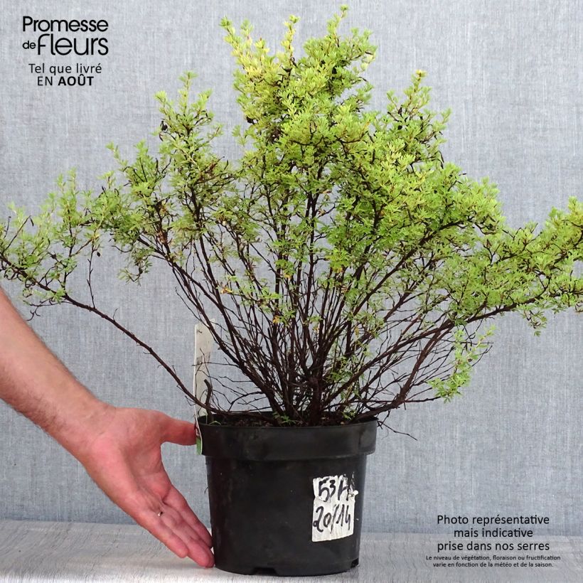 Exemplaar van Potentilla fruticosa Rood Lady - Struikganzerik Pot van 2 l/3 l zoals geleverd in de zomer