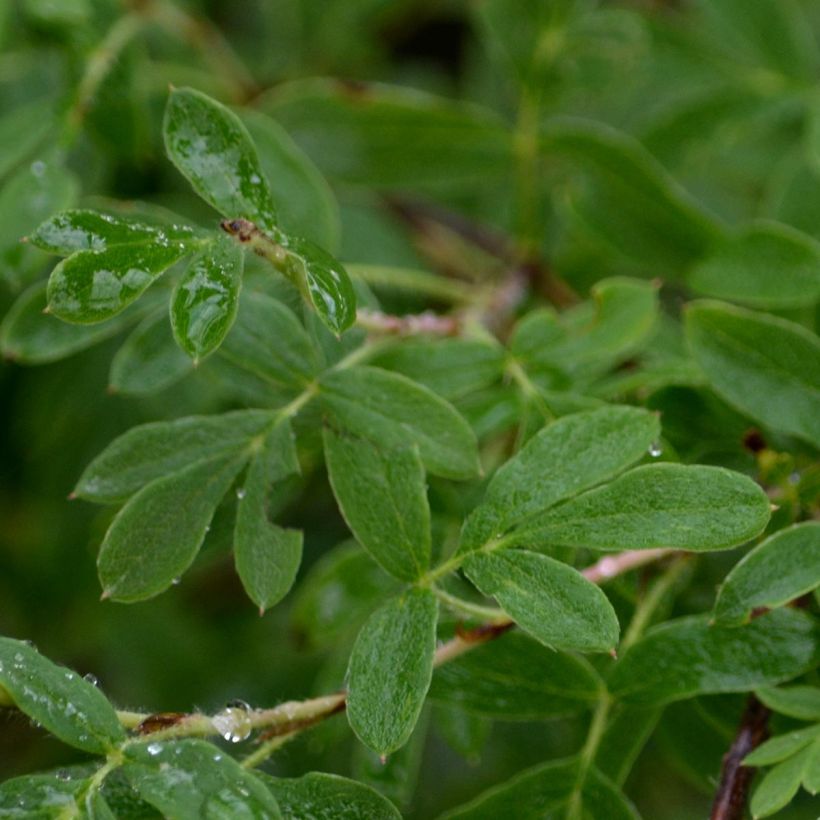 Potentilla fruticosa Abbotswood - Struikganzerik (Foliage)