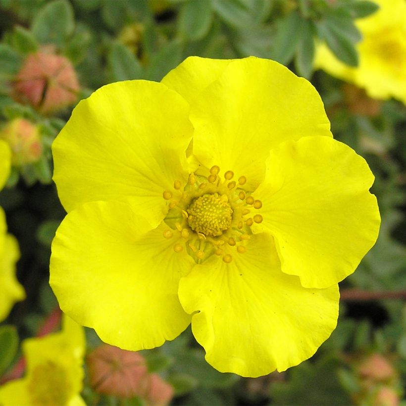 Potentilla fruticosa - Struikganzerik (Bloei)