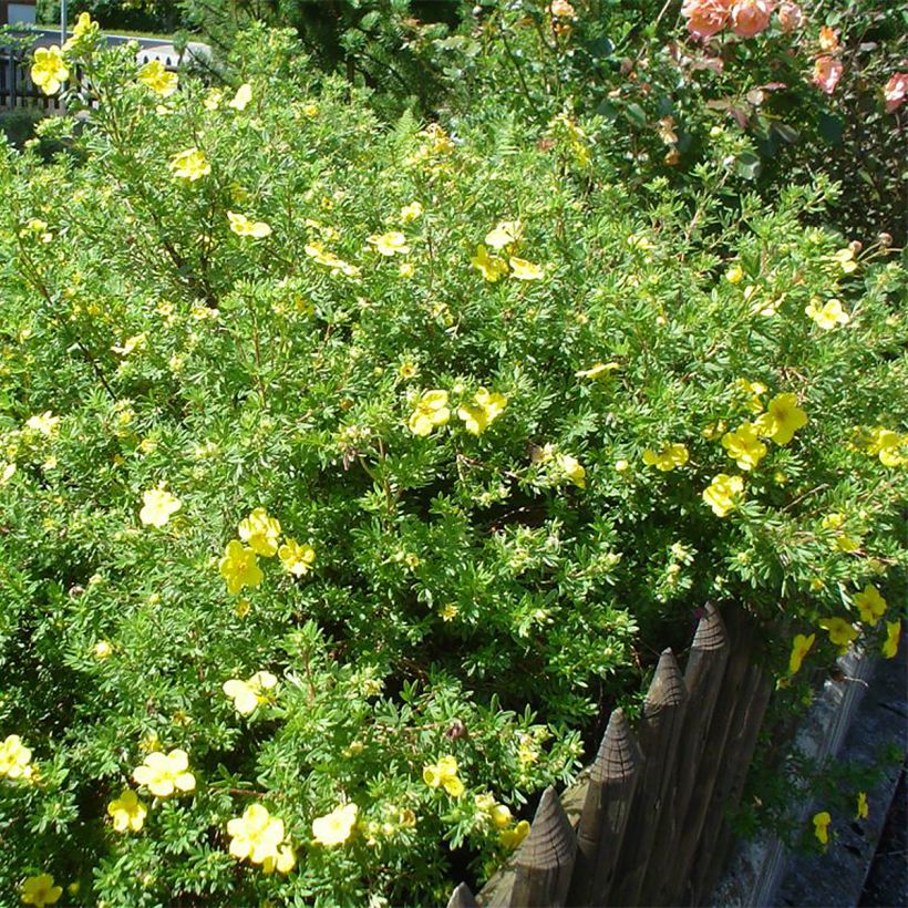 Potentilla fruticosa - Struikganzerik (Groeiplaats)