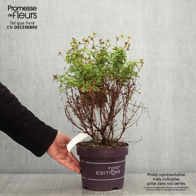 Exemplaar van Potentilla fruticosa Mandarin Tango - Struikganzerik Pot van 2 l/3 l zoals geleverd in de herfst