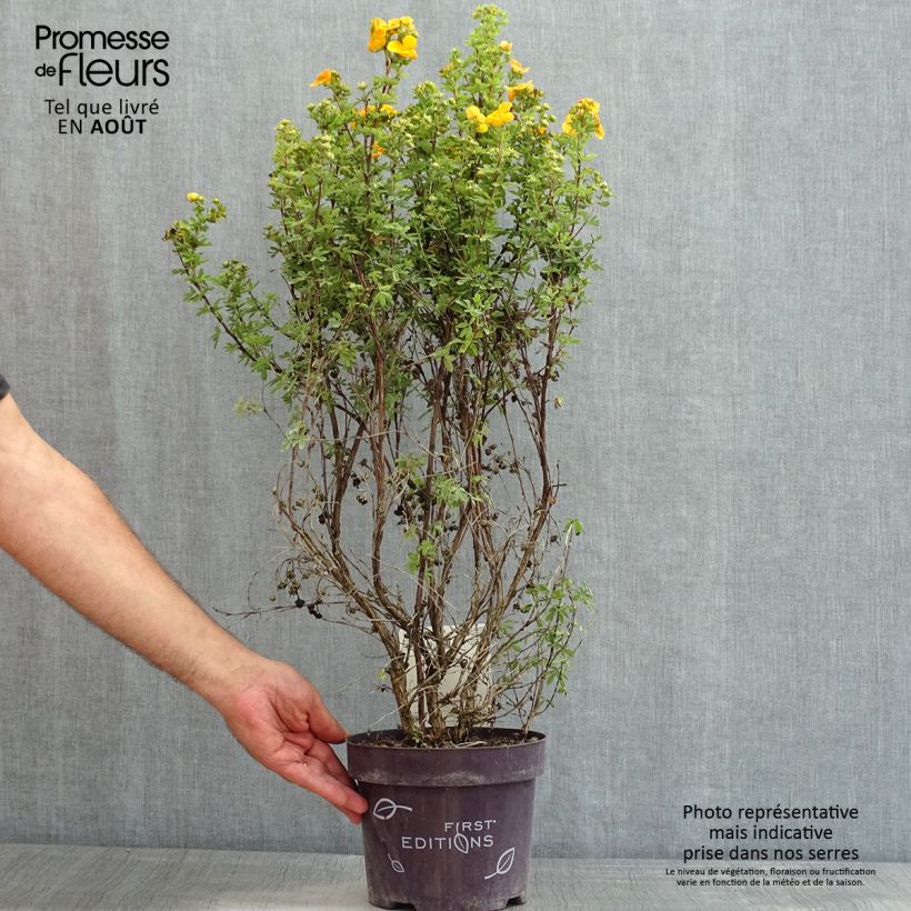 Exemplaar van Potentilla fruticosa Mandarin Tango - Struikganzerik Pot van 2 l/3 l zoals geleverd in de zomer