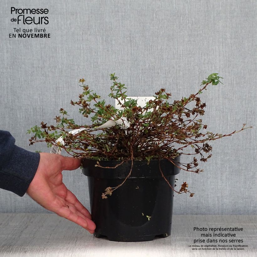 Exemplaar van Potentilla fruticosa Medicine Wheel Mountain - Struikganzerik Pot van 2 l/3 l zoals geleverd in de herfst