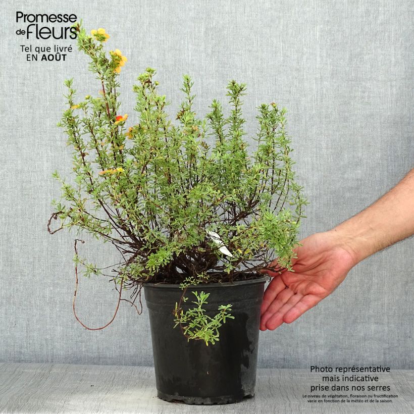 Exemplaar van Potentilla fruticosa Orangissima - Struikganzerik Pot van 4 l/5 l zoals geleverd in de zomer