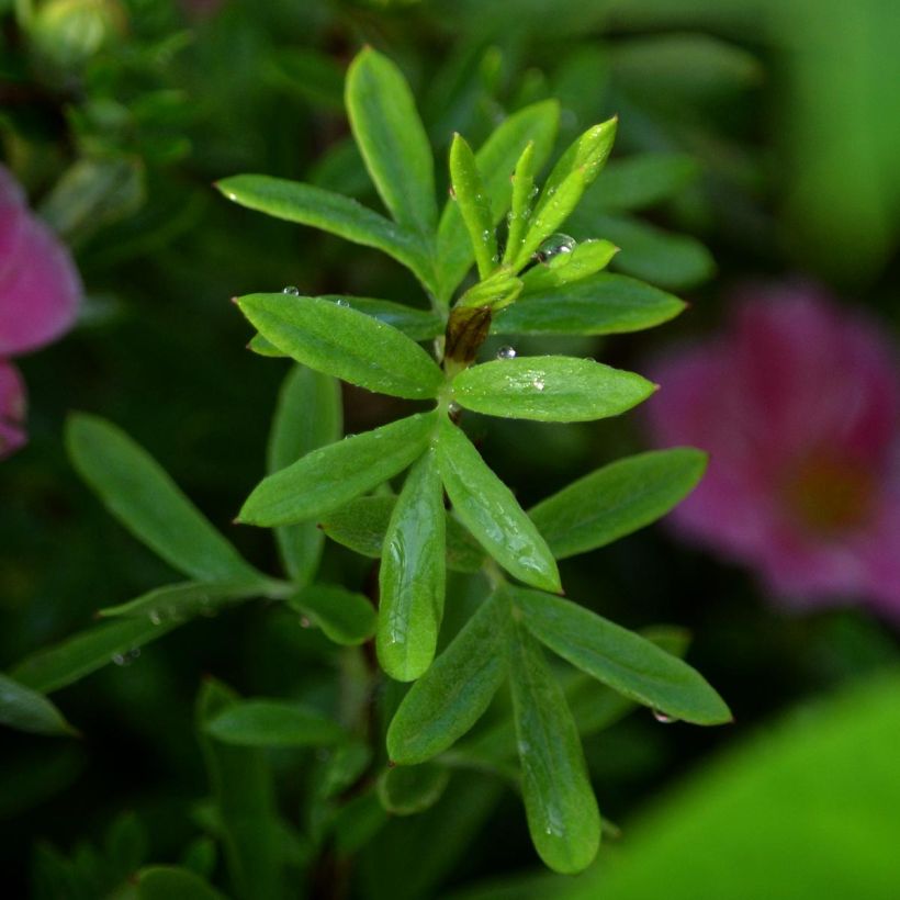 Potentilla fruticosa Pink Paradise - Struikganzerik (Foliage)