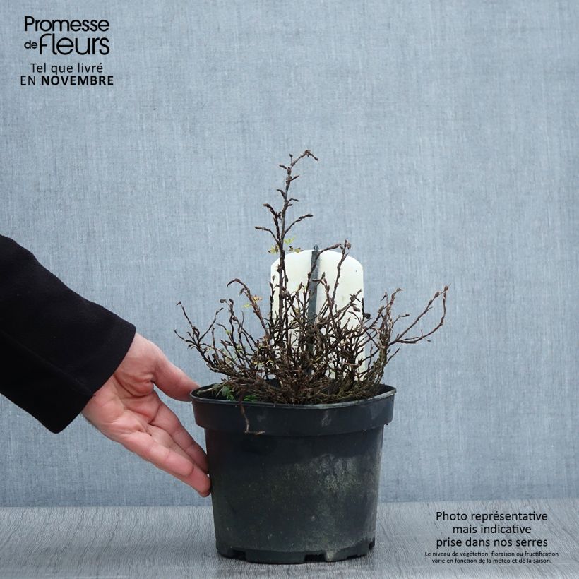 Exemplaar van Potentilla fruticosa Tilford Cream - Struikganzerik Pot van 2 l/3 l zoals geleverd in de herfst