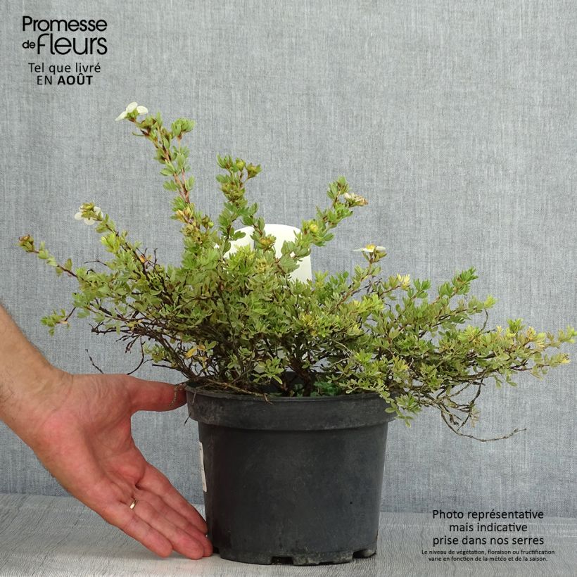 Exemplaar van Potentilla fruticosa Tilford Cream - Struikganzerik Pot van 2 l/3 l zoals geleverd in de zomer
