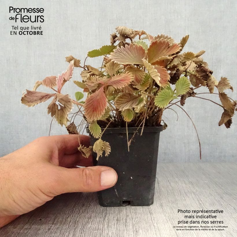 Exemplaar van Potentilla atrosanguinea - Donkerbloedrode ganzerik Kweekpotje van 8/9 cm zoals geleverd in de herfst