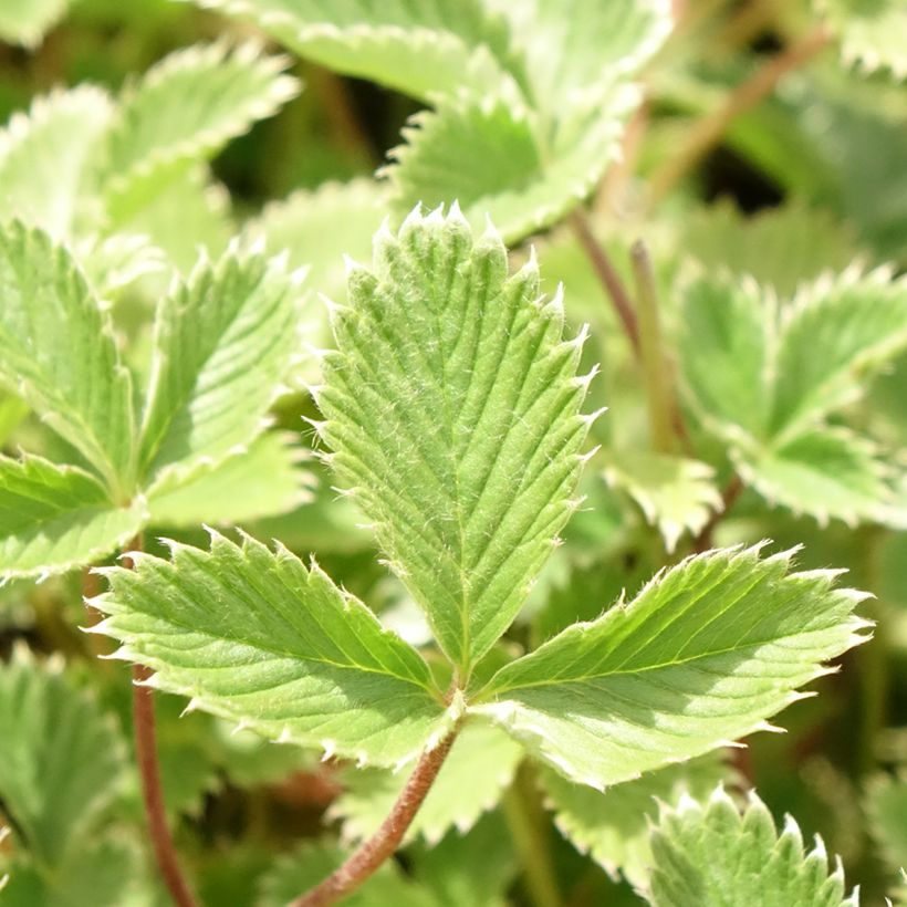 Potentilla atrosanguinea - Donkerbloedrode ganzerik (Blad)