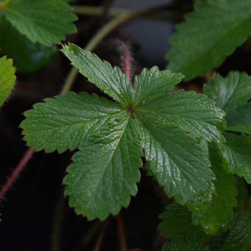 Potentilla hopwoodiana - Ganzerik (Blad)