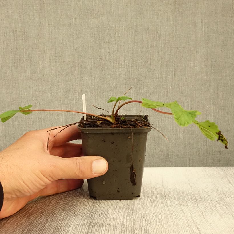 Exemplaar van Potentilla hopwoodiana - Ganzerik Kweekpotje van 8/9 cm zoals geleverd in de herfst