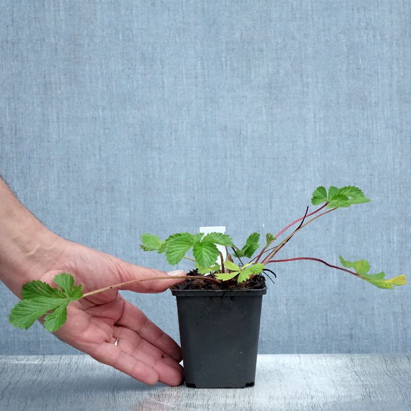 Exemplaar van Potentilla hopwoodiana - Ganzerik Kweekpotje van 8/9 cm zoals geleverd in de zomer