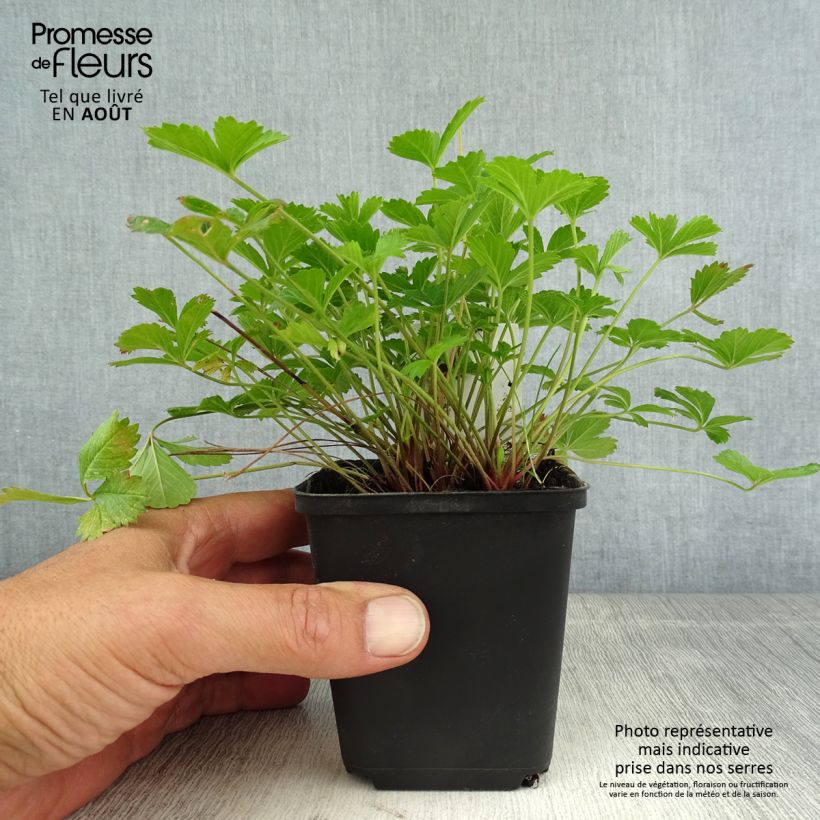 Exemplaar van Potentilla tonguei - Ganzerik Kweekpotje van 8/9 cm zoals geleverd in de zomer