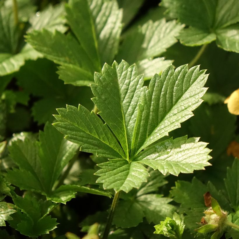 Potentilla tonguei - Ganzerik (Blad)
