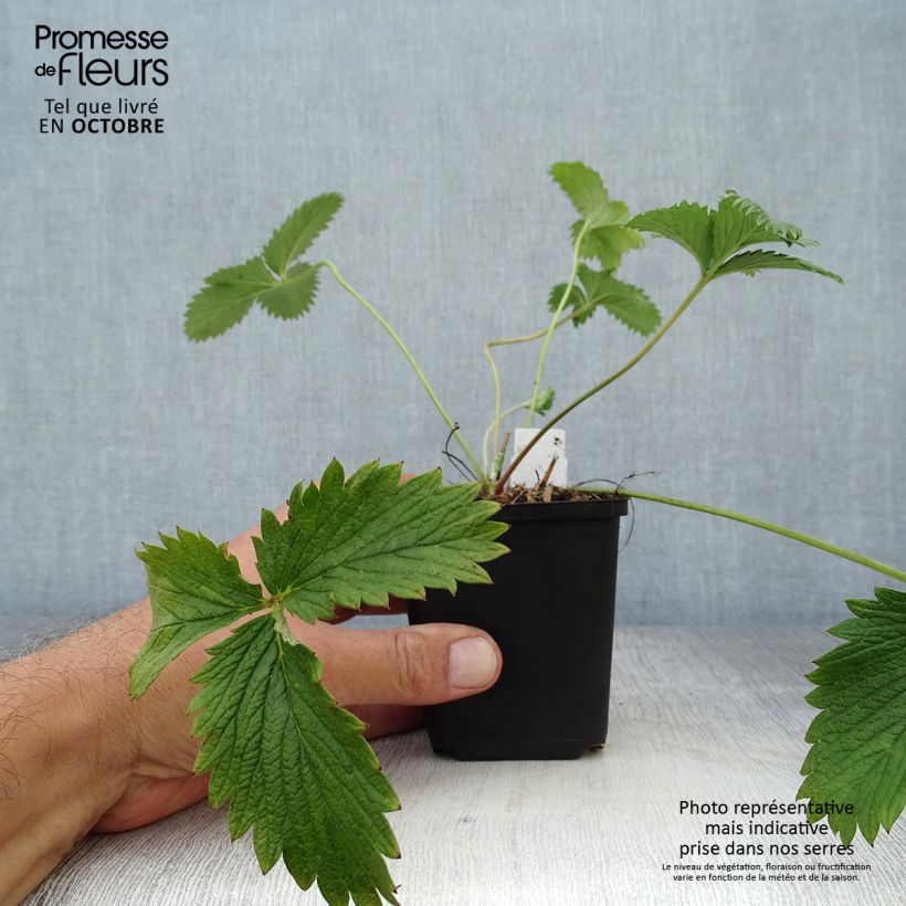 Exemplaar van Potentilla William Rollisson - Ganzerik Kweekpotje van 8/9 cm zoals geleverd in de herfst
