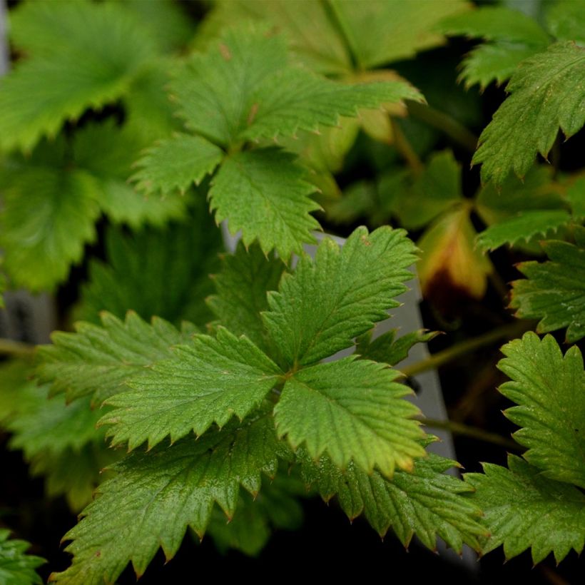 Potentilla Yellow Queen - Ganzerik (Blad)