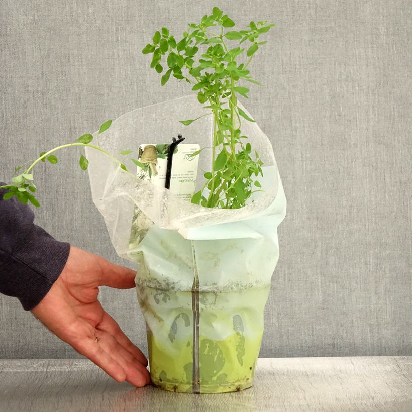 Exemplaar van Pourpier vert ou commun - Portulaca oleracea Pot de 1,5L/2L zoals geleverd in de herfst