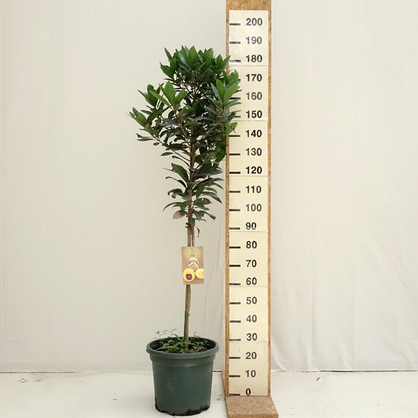Exemplaar van Lucuma - Pouteria obovata Pot van 20 l/25 l zoals geleverd in de zomer